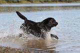 LABRADOR 259